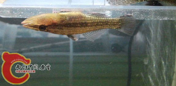 黑点嵴塘鳢1.jpg