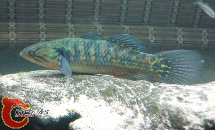 澳洲真珠塘鳢1.jpg