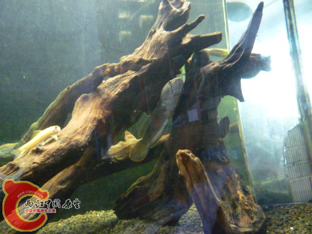 P1070537.JPG