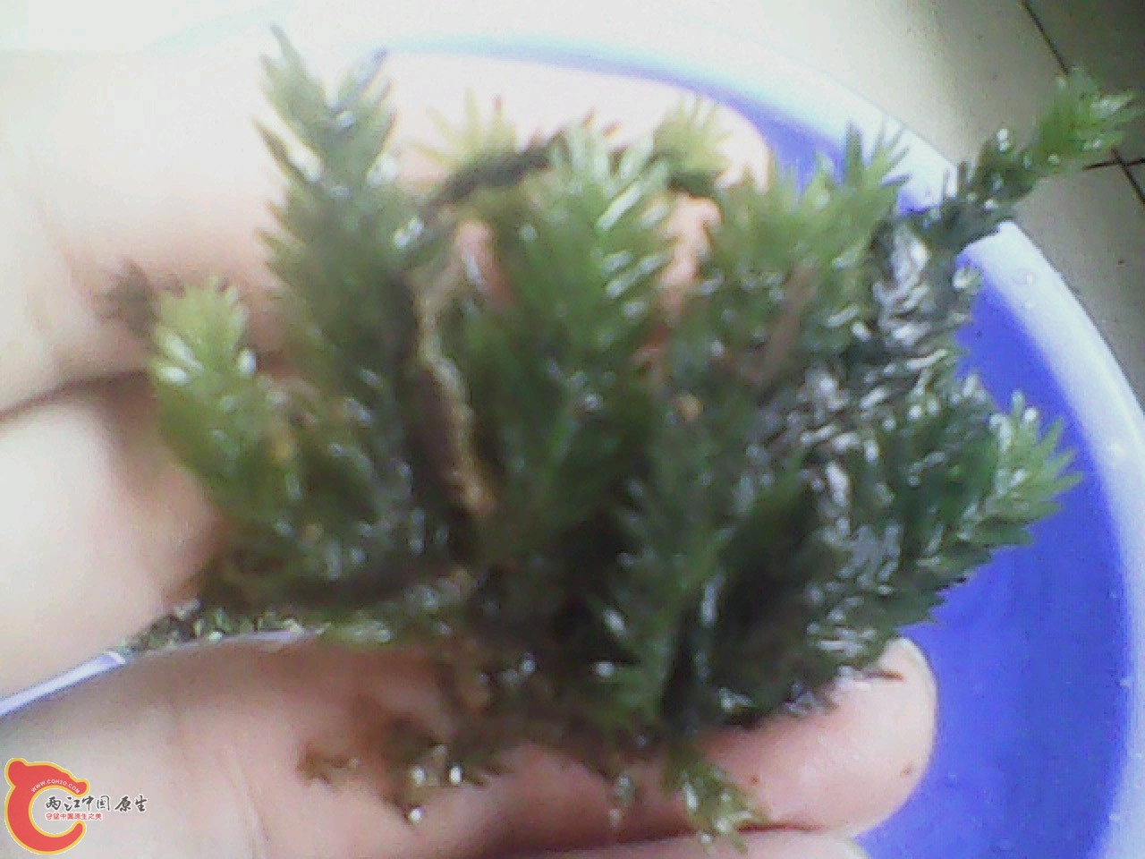 img0818_143935072.jpg