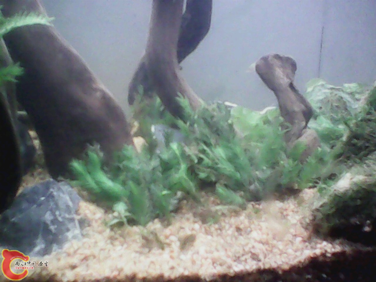img0818_150807382.jpg