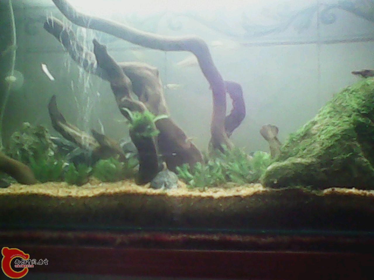 img0818_151035822.jpg