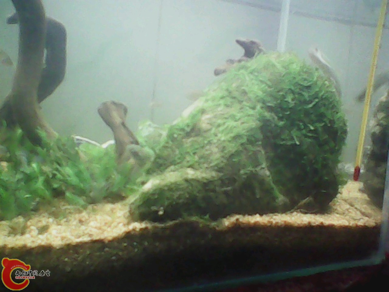 img0818_151155994.jpg