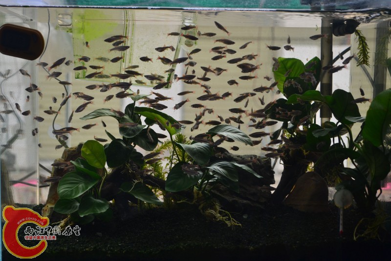 白云金丝鱼 (1).jpg