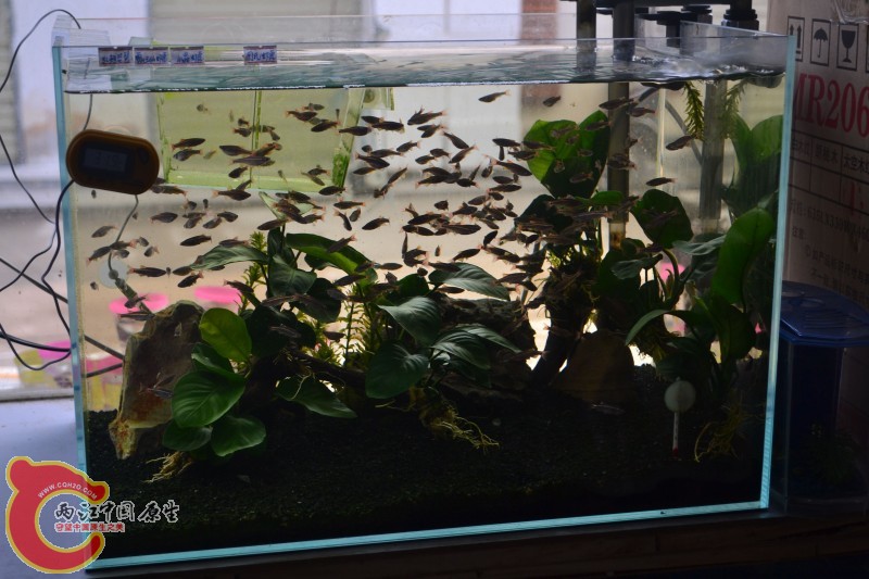 白云金丝鱼 (2).jpg