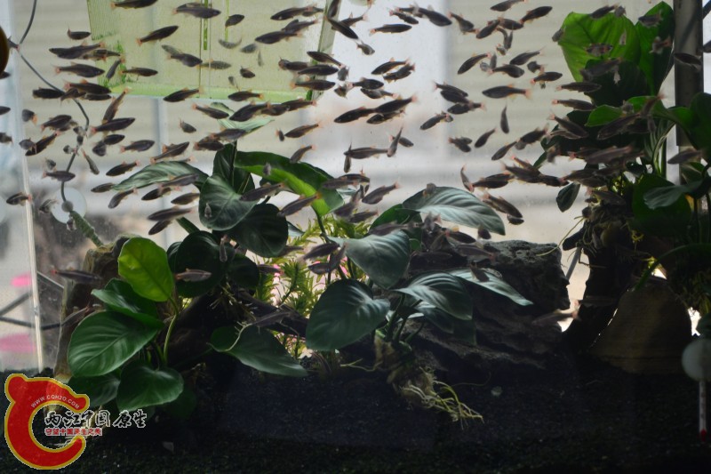 白云金丝鱼 (3).jpg