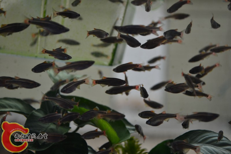 白云金丝鱼 (4).jpg