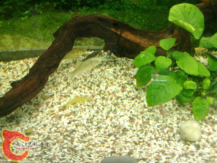 large_LYfA_268200003636125b.jpg