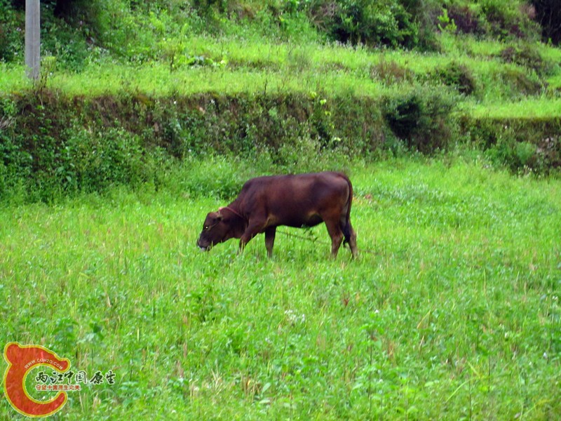 IMG_5498_副本.jpg