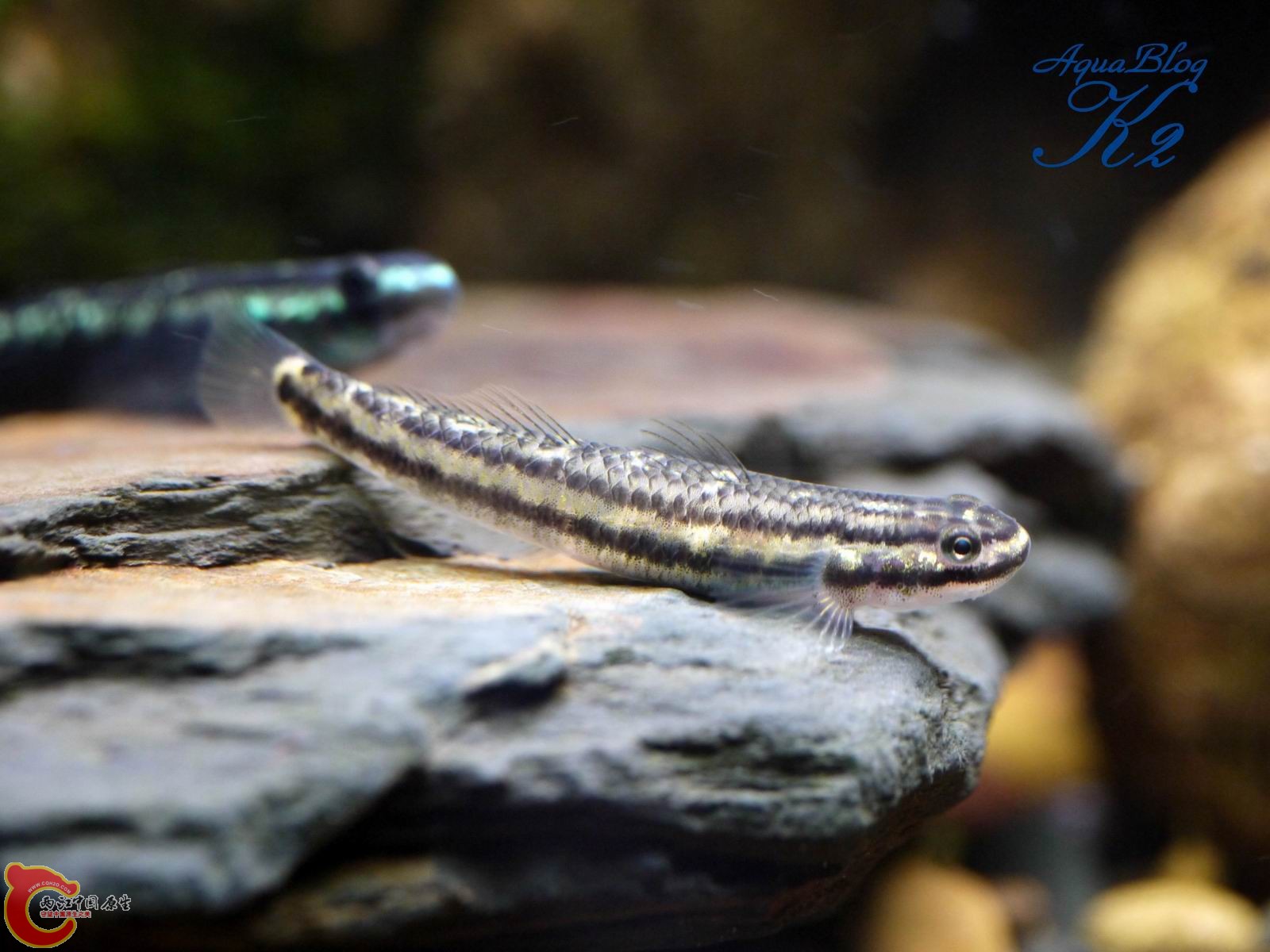 黑鰭（母）Stiphodon percnopterygionus female