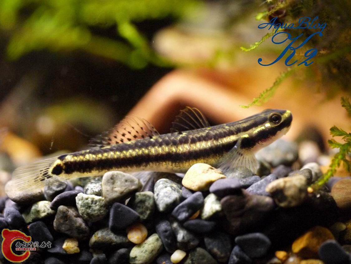 紫身（母）Stiphodon atropurpureus female