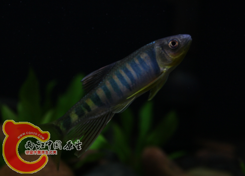 直接的效果``IOS400 15 白平衡-2 M档