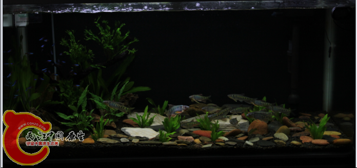 直接的效果``IOS400 15 白平衡-2 M档