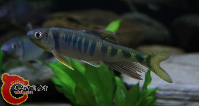 直接的效果``IOS400 15 白平衡-2 M档