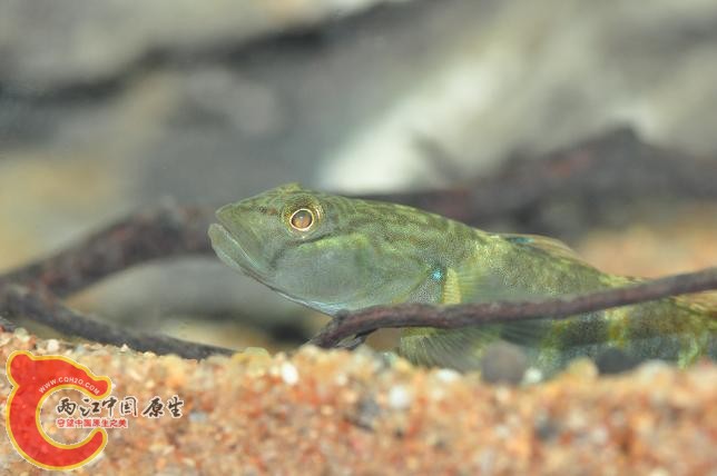 DSC_2068.JPG