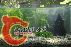 斗鱼