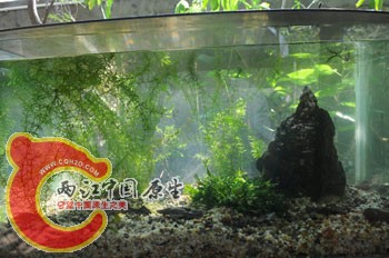 斗鱼