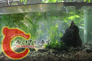 今天新开的缸