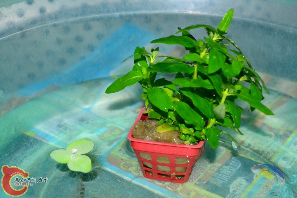 南美叉柱花 (3).jpg