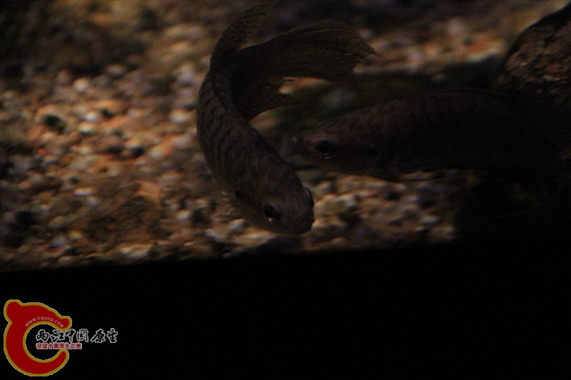 IMG_6863_副本.jpg