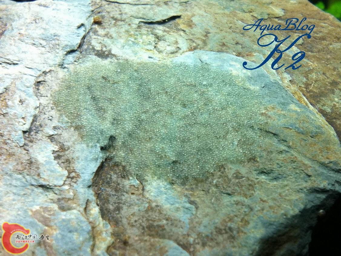 宿雾黄瓜虾虎sicyopuscebuensis