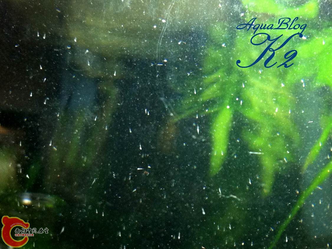 宿雾黄瓜虾虎sicyopuscebuensis