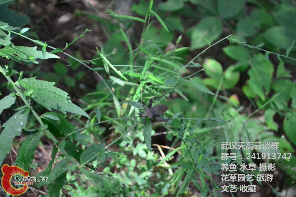 几只昆虫 (1).jpg