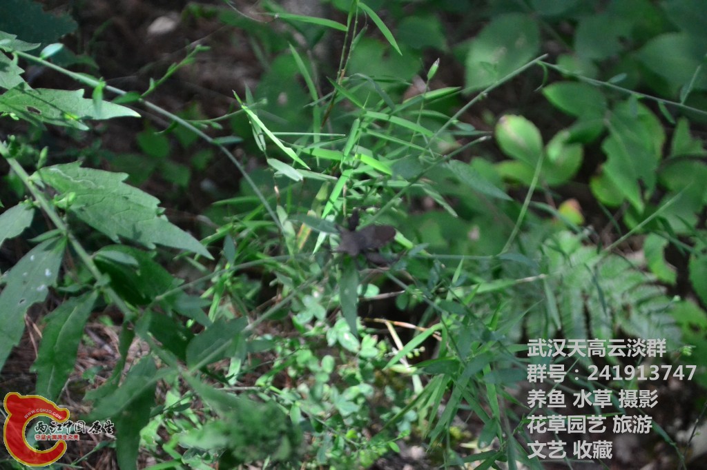 几只昆虫 (2).jpg