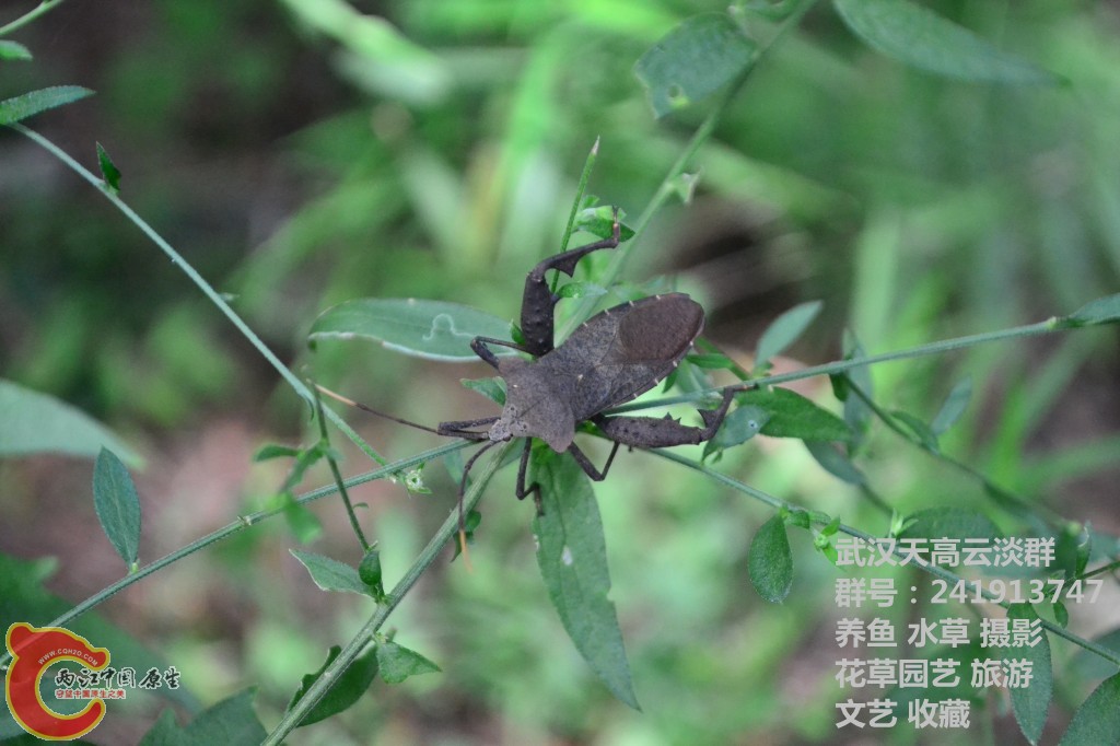 几只昆虫 (3).jpg