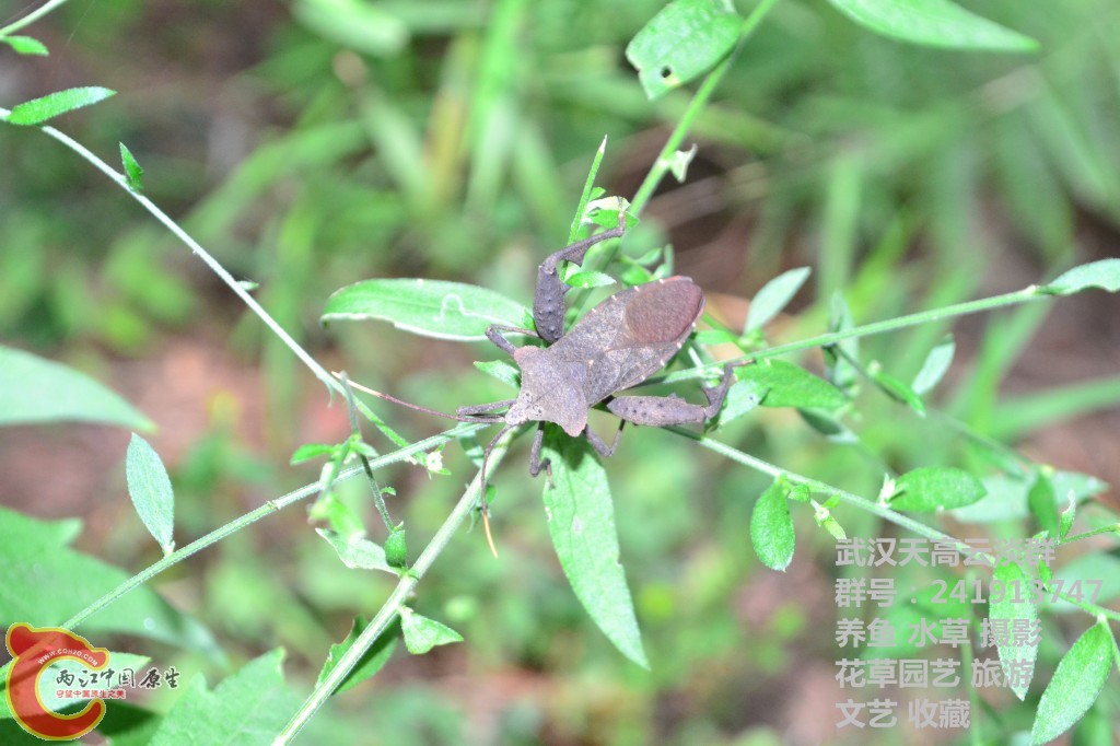 几只昆虫 (4).jpg