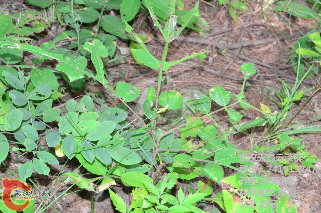 几只昆虫 (5).jpg