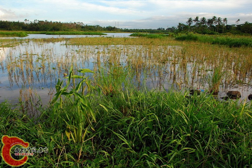 那央湿地3.jpg