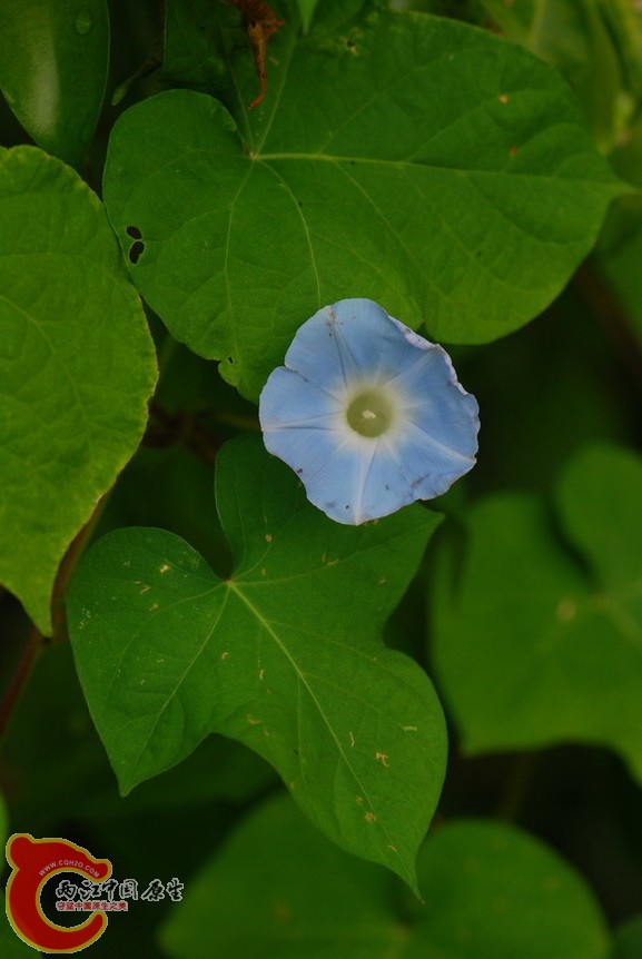 那央牵牛花.jpg