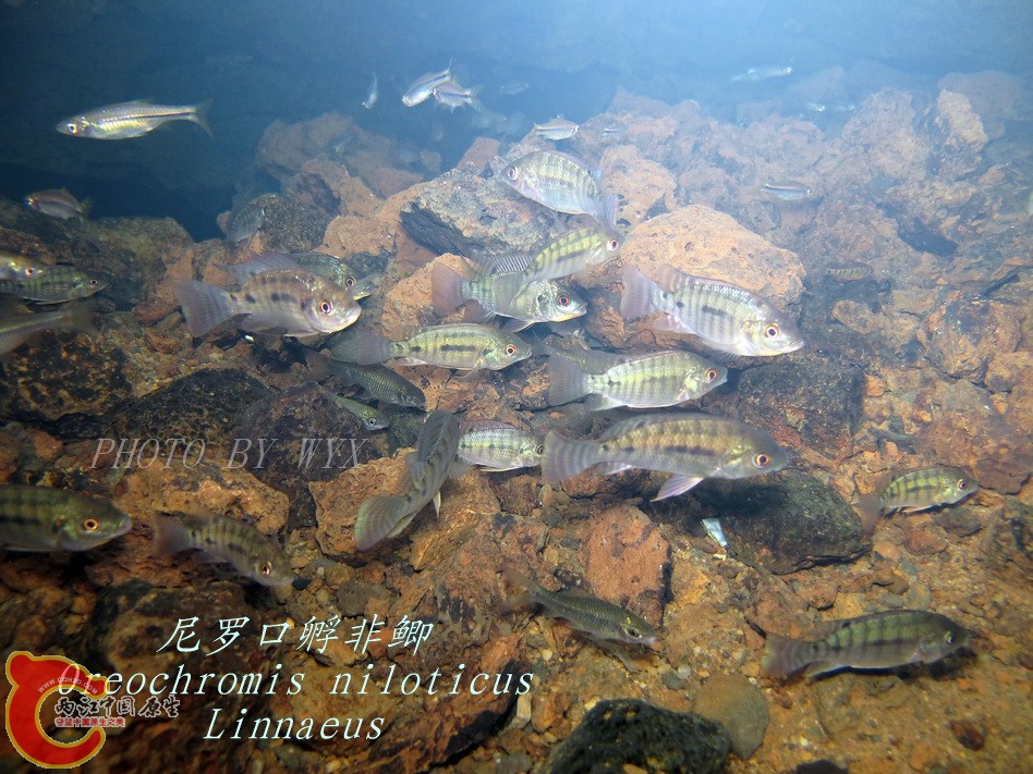 那央水下照片 罗非群.jpg