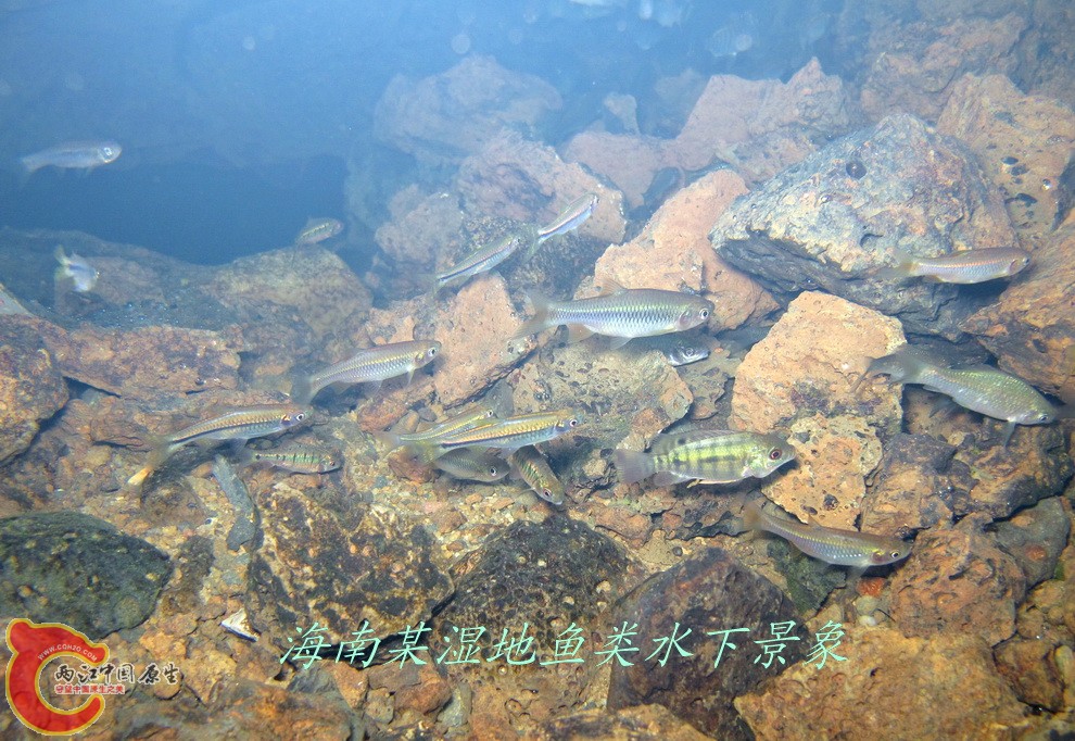 那央水下照片 水下鱼类景像.jpg