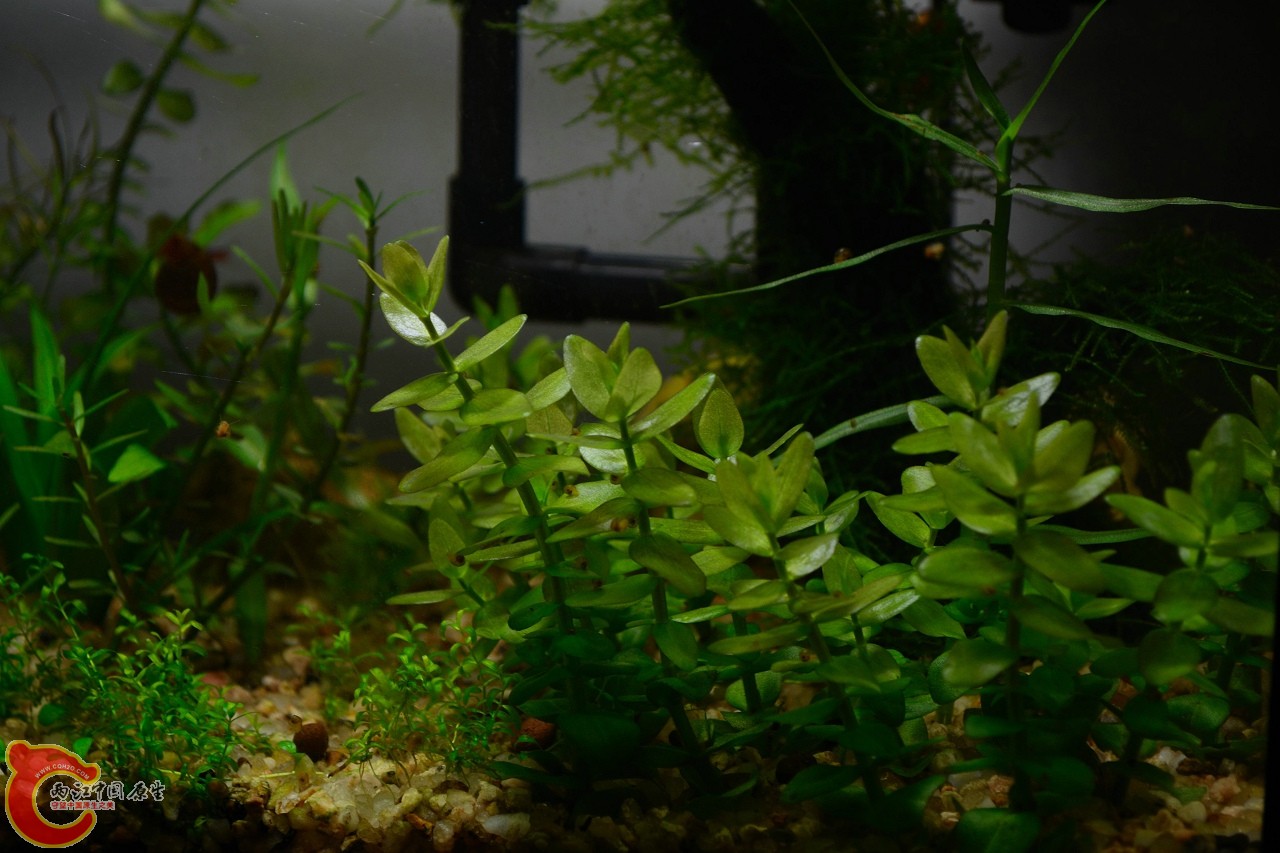 20111113-745.jpg