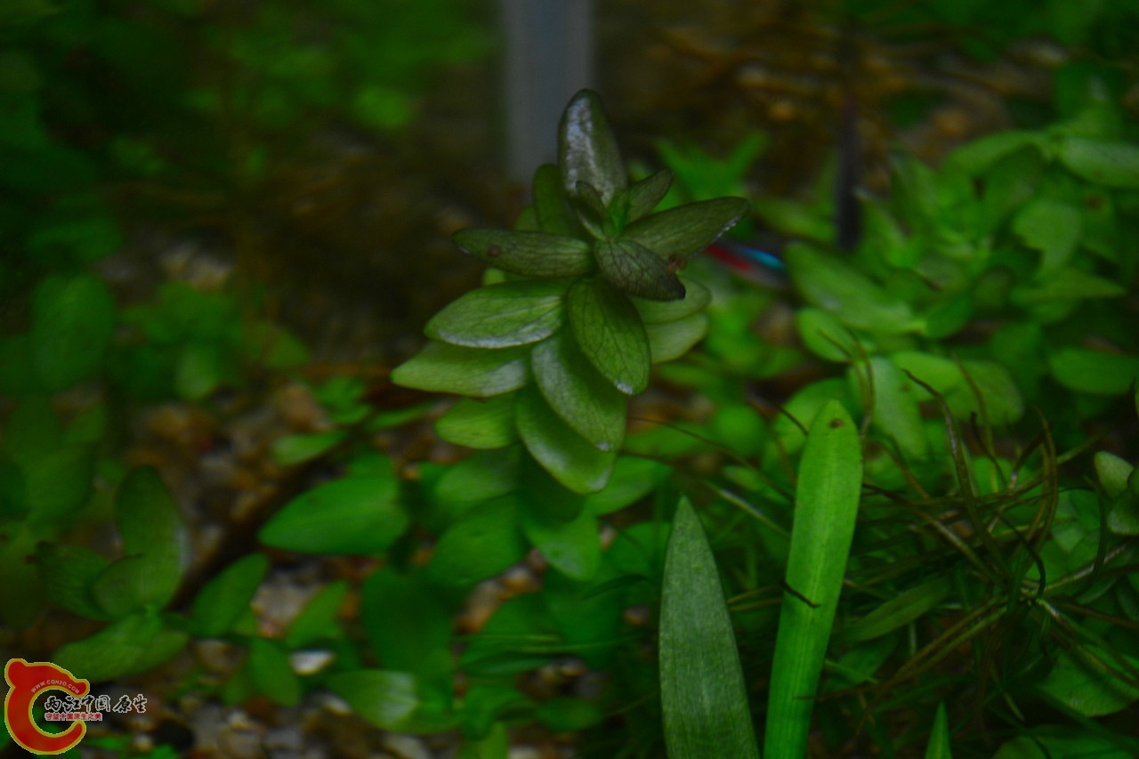 20111113-749.jpg