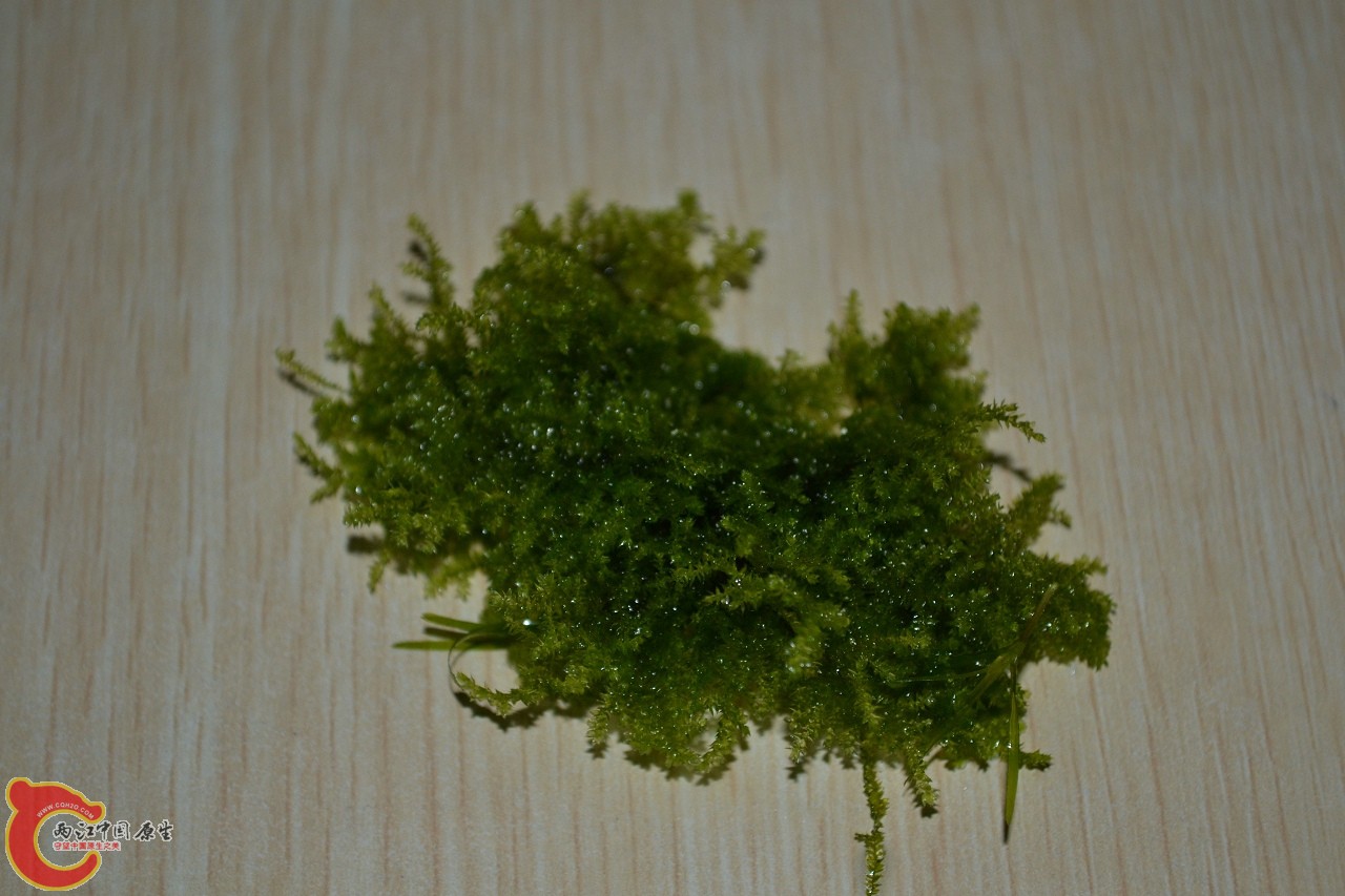 20111113-765.jpg