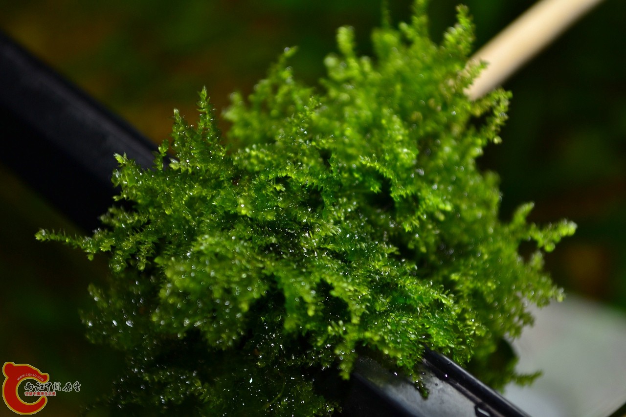 20111113-769.jpg