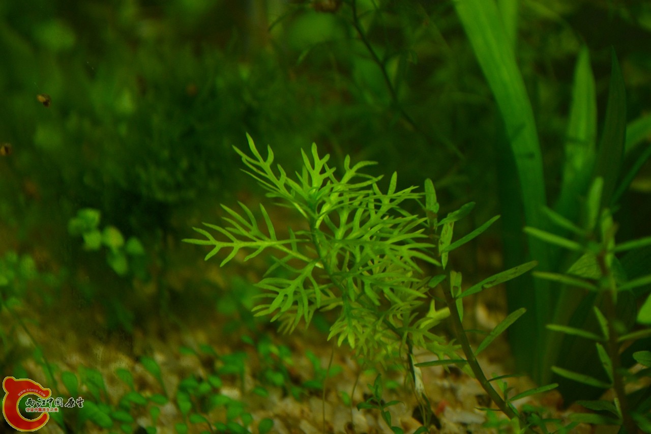 20111115-780.jpg