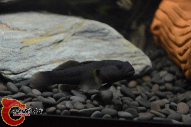 DSC_1377.jpg
