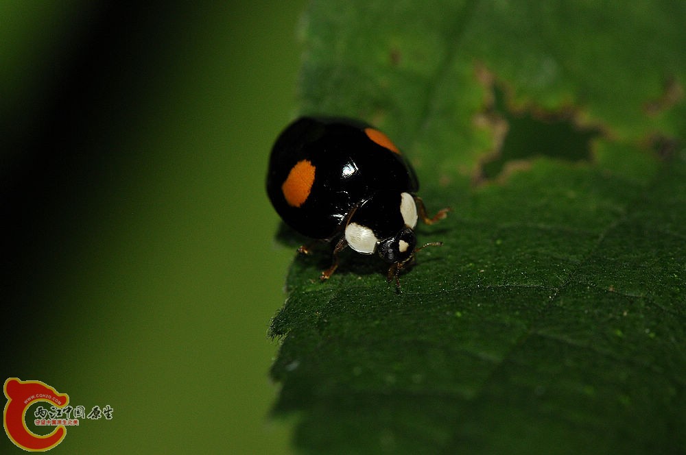 异色瓢虫.jpg