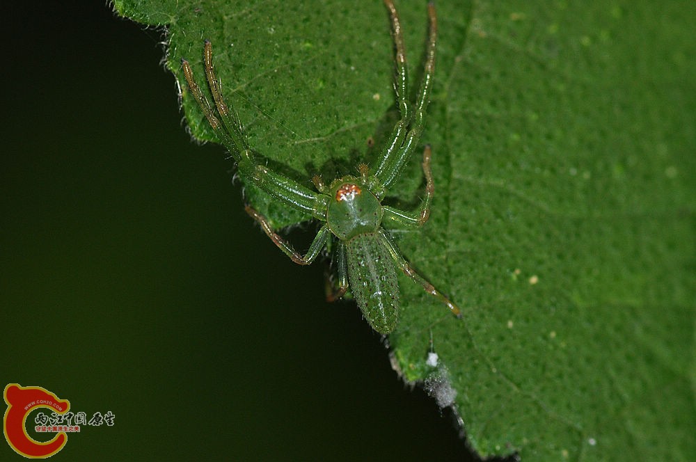 平行绿蟹蛛.jpg