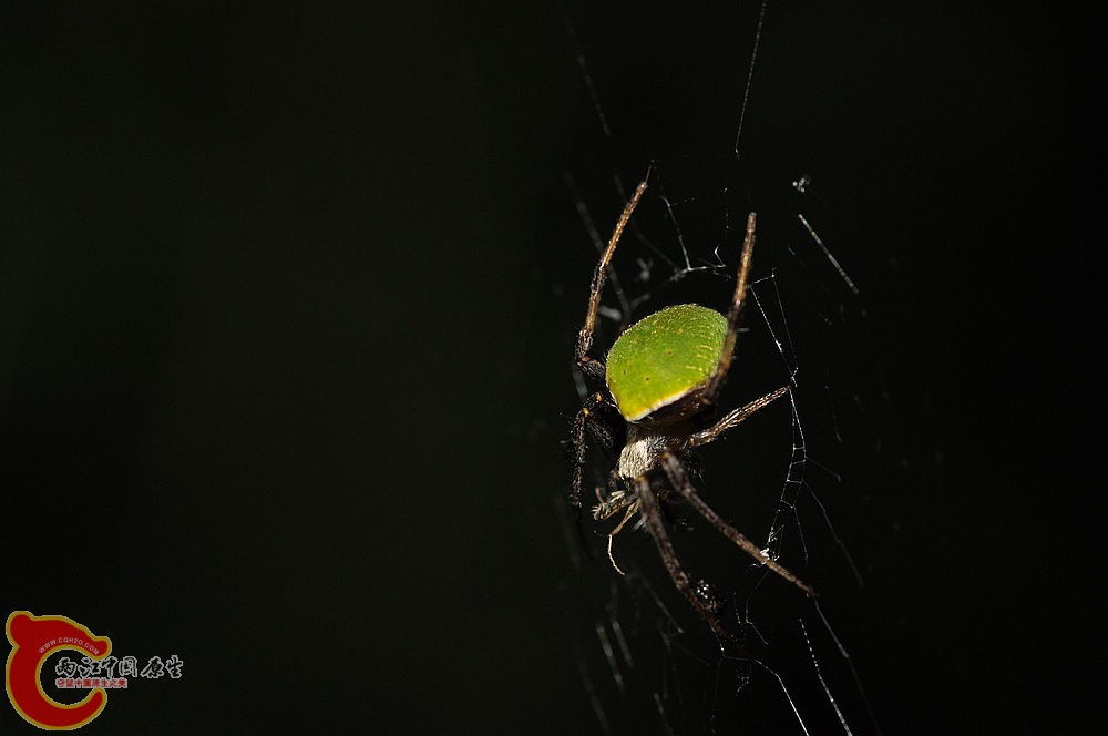 拟青新园蛛.jpg
