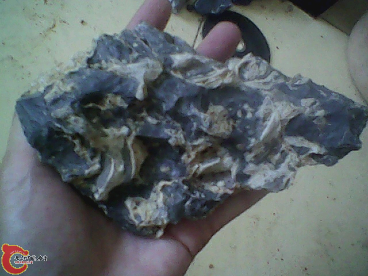 img0810_181402352.jpg