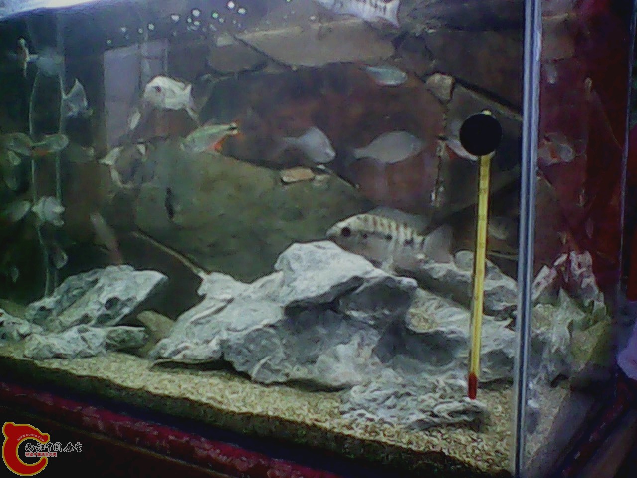 img0818_150017901.jpg