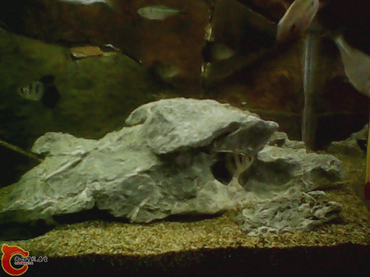 img0818_150346975.jpg