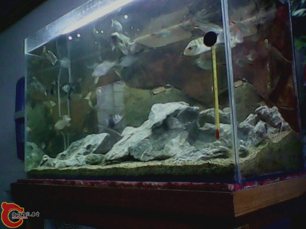 img0818_150450916.jpg