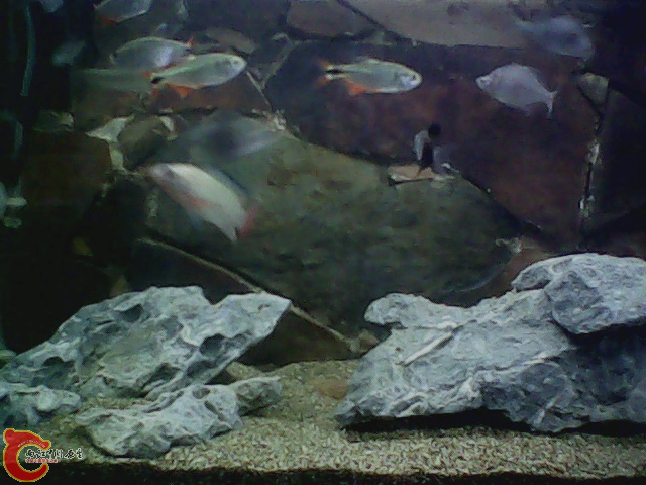 img0818_150157091.jpg