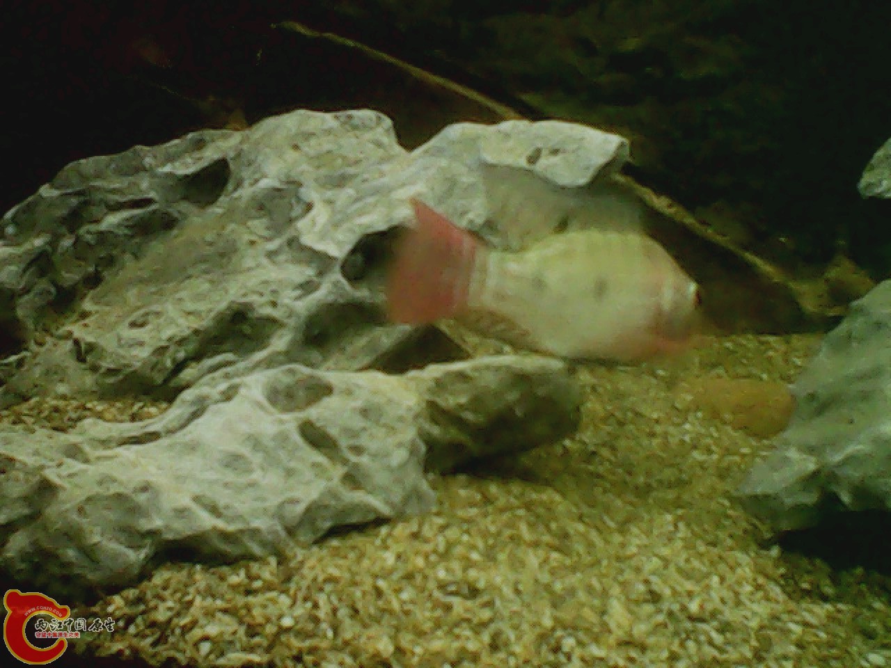 img0818_145934969.jpg